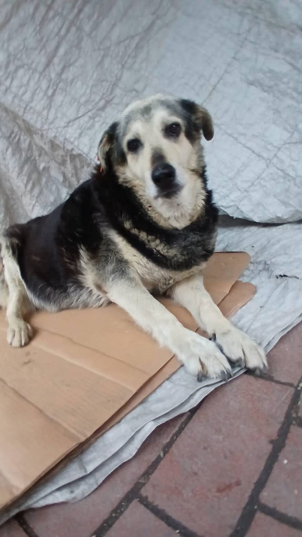 Kadık&ouml;y&rsquo;de kaldırımda yatan &lsquo;Pakize&rsquo; isimli k&ouml;peği ezip yollarına devam ettiler