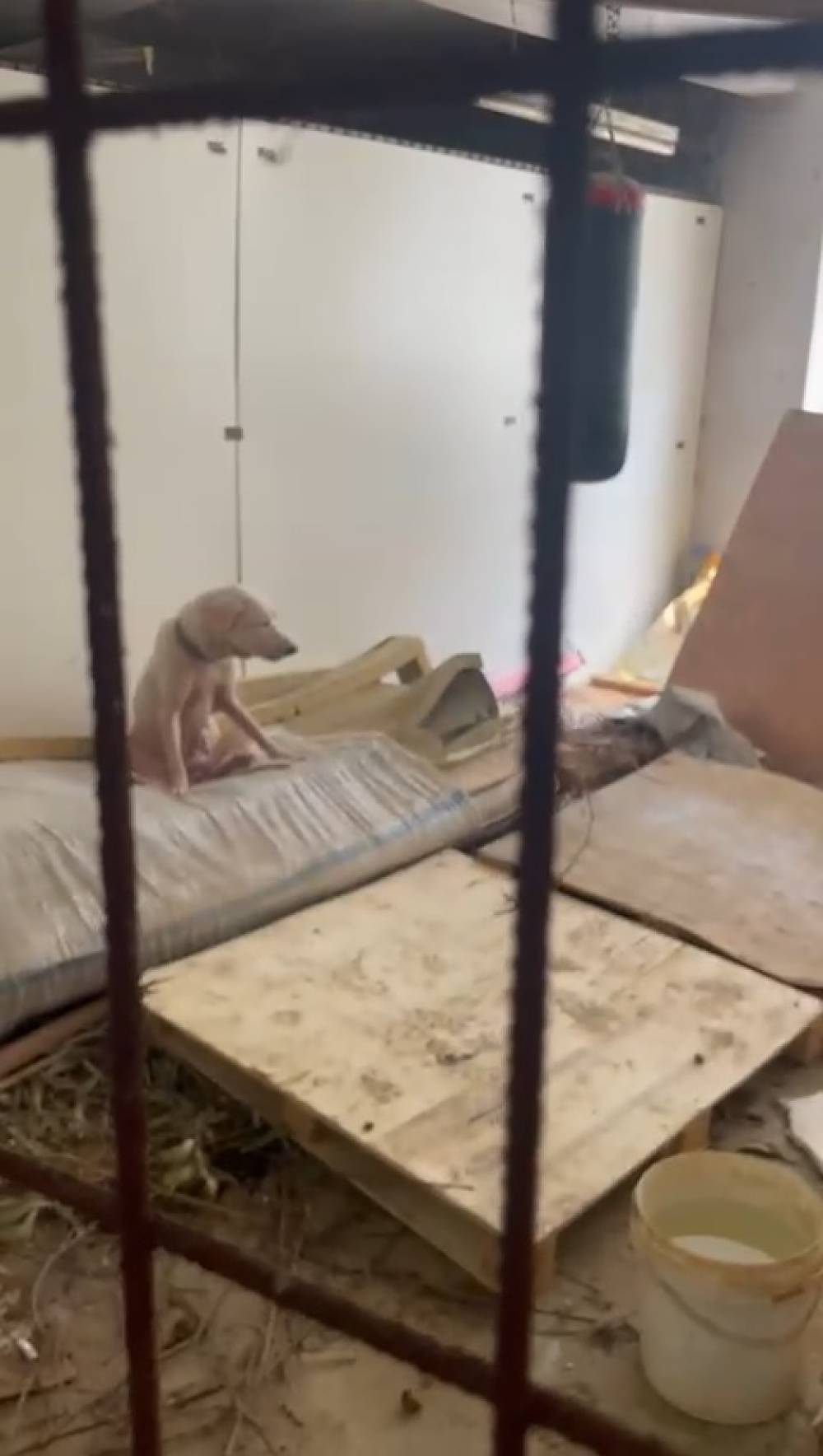 Pire istilasına neden olan hayvanların tutulduğu ortama ait g&ouml;r&uuml;nt&uuml;ler ortaya &ccedil;ıktı 