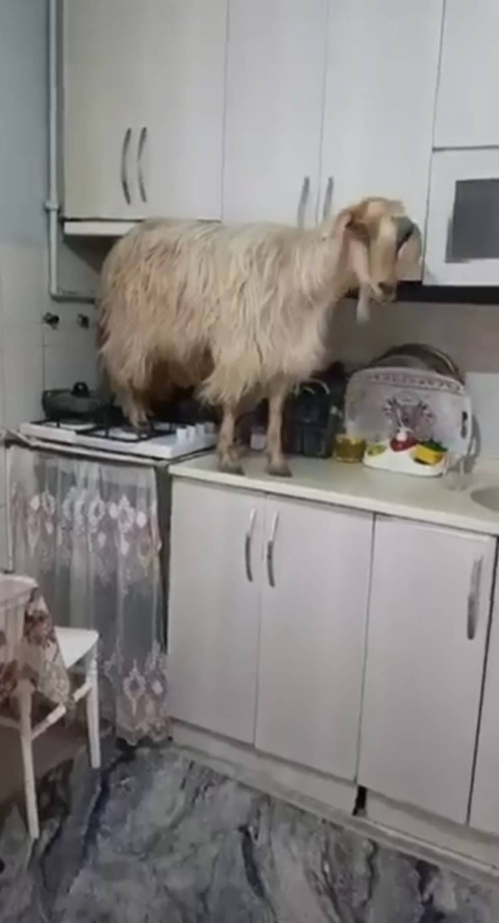 Mutfağa giren ke&ccedil;i tezgahın &uuml;zerine &ccedil;ıktı