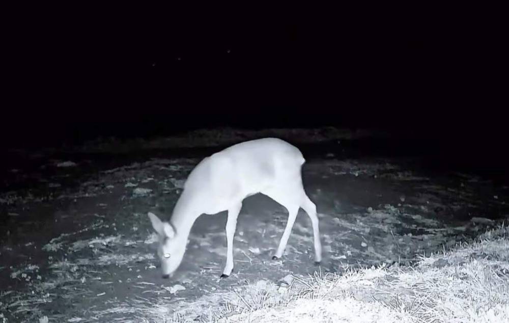 Ganos Dağı'nda fotokapanla kurt, karaca ve porsuk g&ouml;r&uuml;nt&uuml;lendi