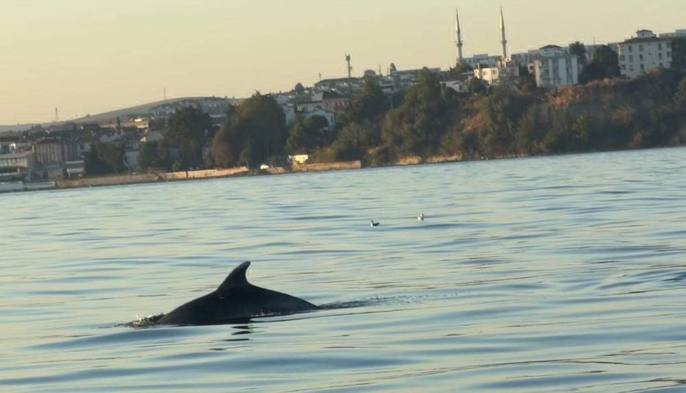  Tekirdağ a&ccedil;ıklarında yunuslar tekneye eşlik etti