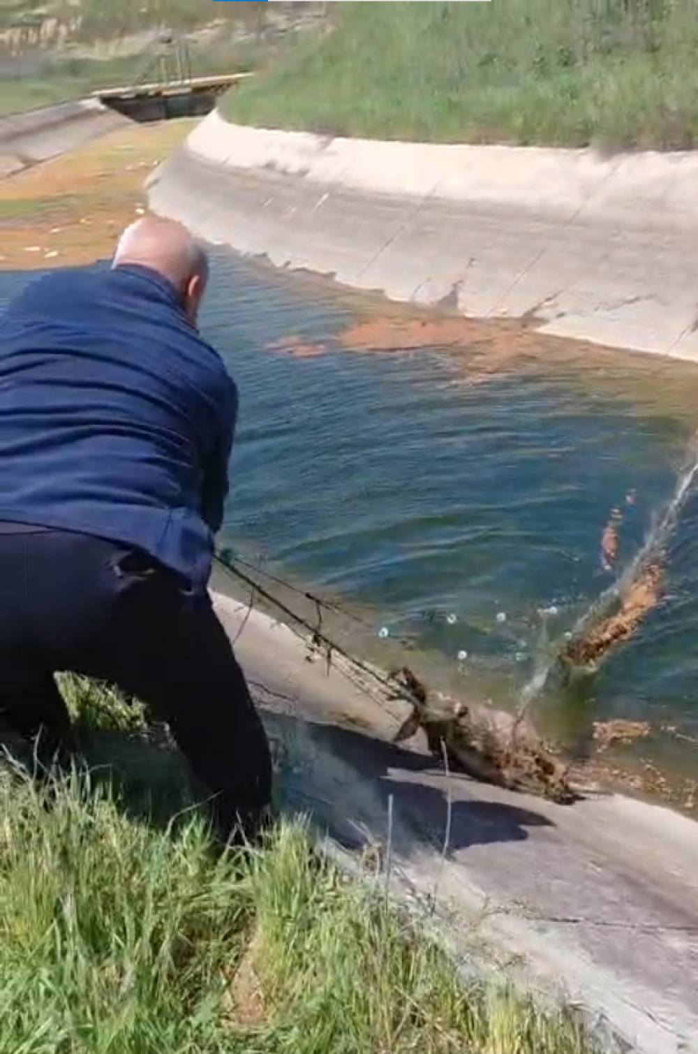 Sulama kanalına d&uuml;ş&uuml;p, ağlara dolanan karaca kurtarıldı; o anlar kamerada 